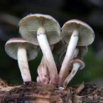 国产美女视频免费的 085yiujd