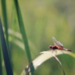 糖心vlog在线视频 c6mpc0d